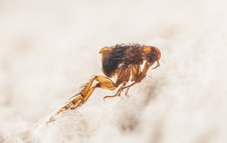 a flea jumping off of a dog