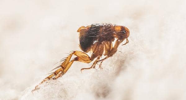 a flea on pet fur