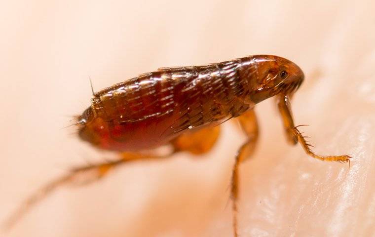 a flea jumping on human skin