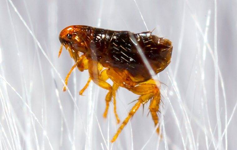 an ant infestation in kitchen