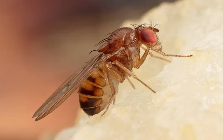 fruit fly eating a pear