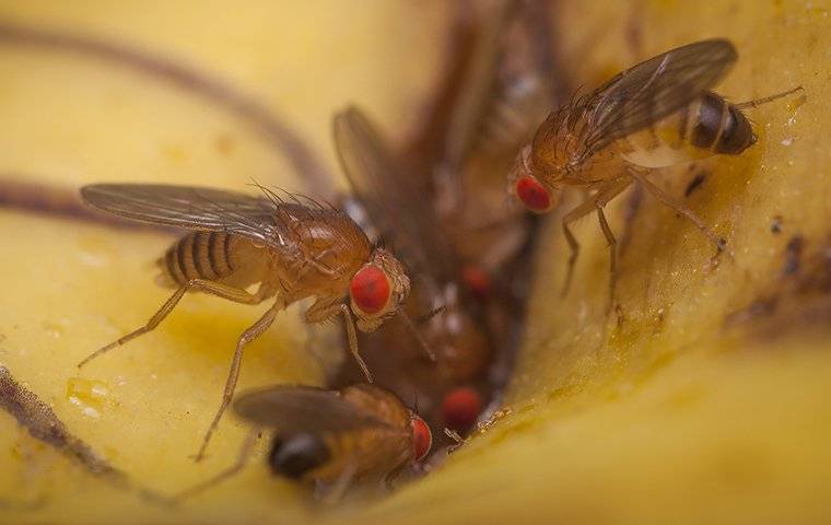 fruit flies eating trash