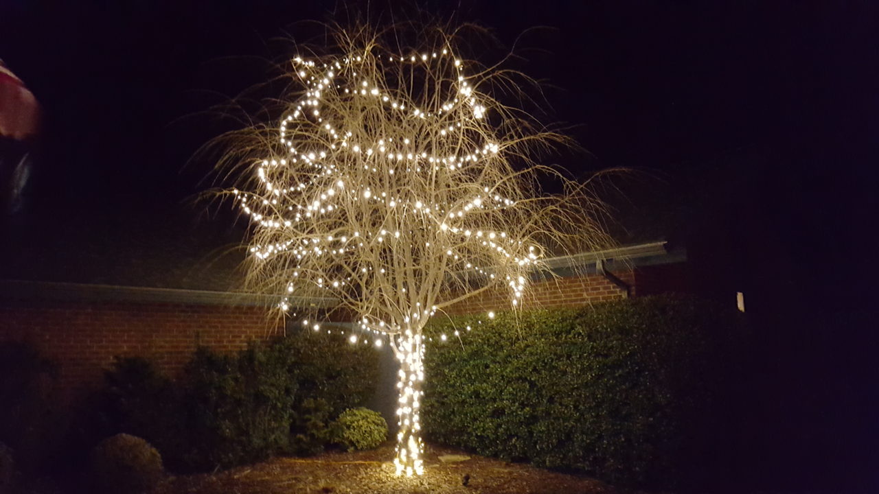 a back yard tree with christmas lights