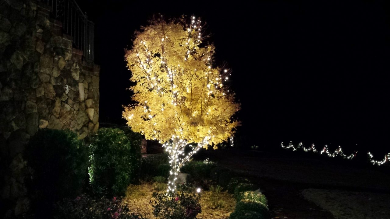 a front yard tree with christmas lights