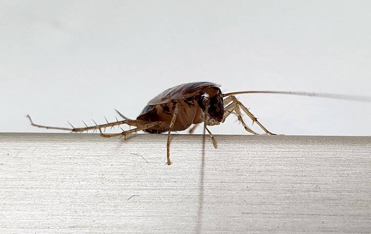 a german roach in a kitchen