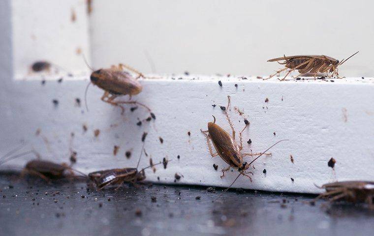 german cockroaches on a kitchen floor