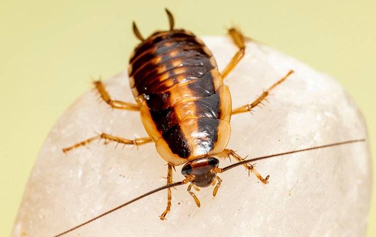 a german roach in a kitchen