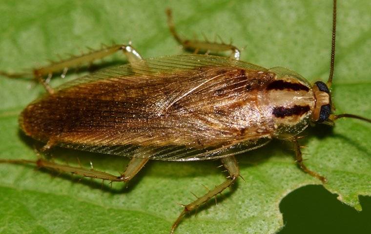 a german roach on a leaf