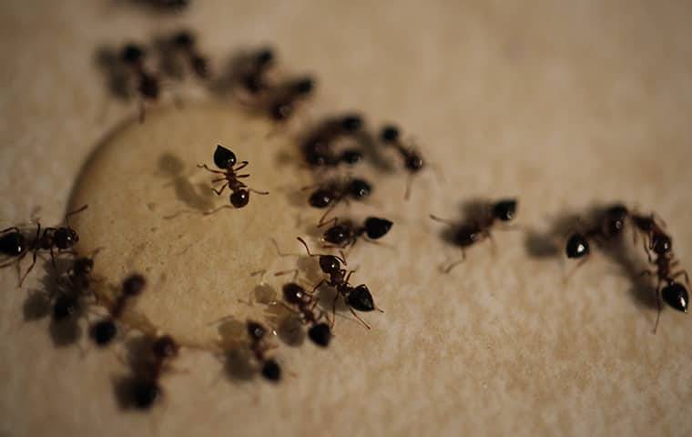 ants around drop of water