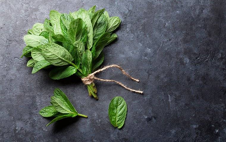 mint leaves