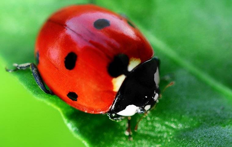 lady bug