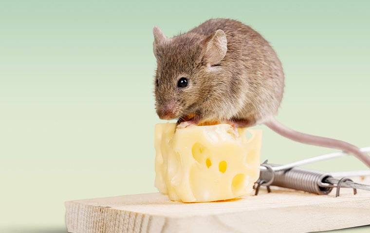 Rats and Mice: How to Manage Using Snap Traps - Pests in the Urban