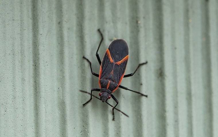 Boxelder Bug Facts Identification | Go-Forth Pest Control