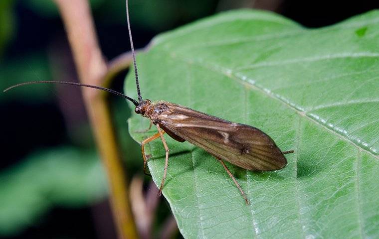 Caddis Fly Description & Facts | Go-Forth Pest Control