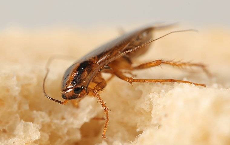 german cockroach on bread