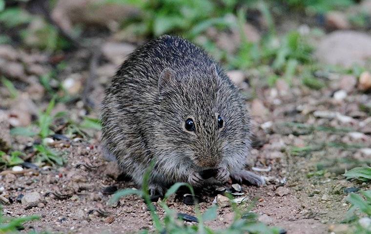 cotton rat outside