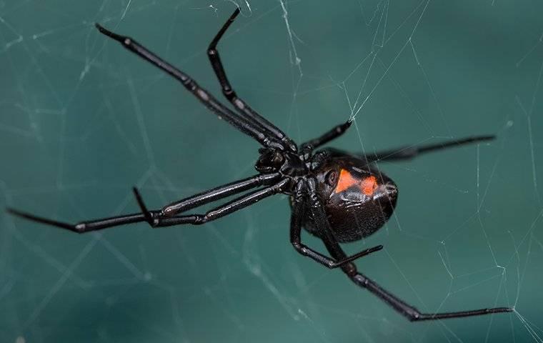 black widow spider