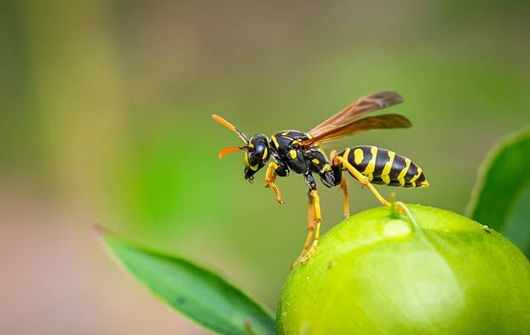 wasp on a plant