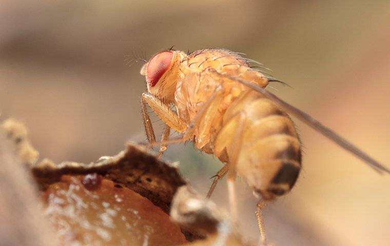 fruit fly on trash