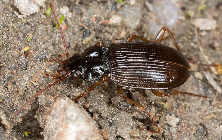 ground beetle outside home