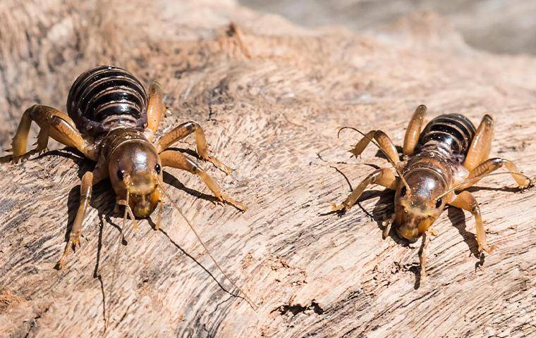 jerusalem crickets