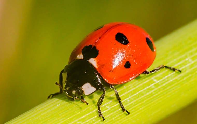 lady bug on a plant