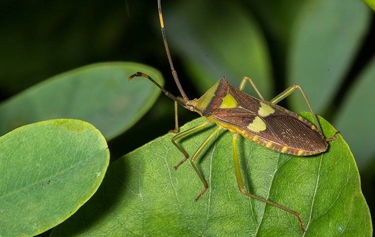 leaf footed bugs