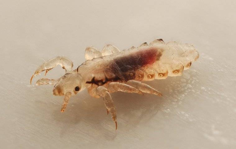 Lice Facts & Identification | Go-Forth Pest Control