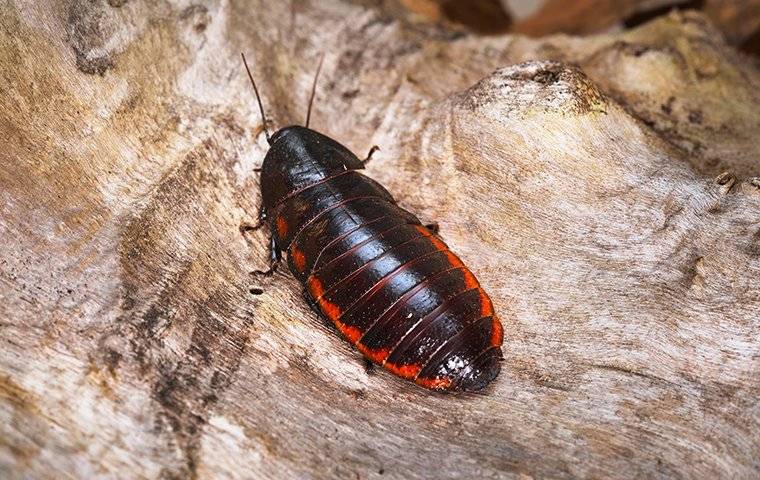 madagascar cockroach on wood
