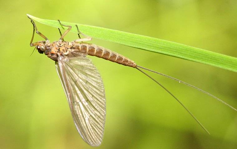 mayfly on a leaf