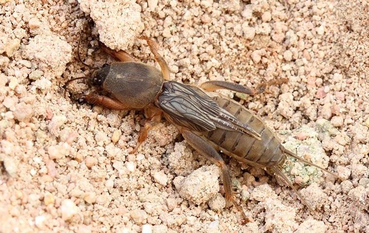 Cricket Facts and Keeping Crickets as Pets