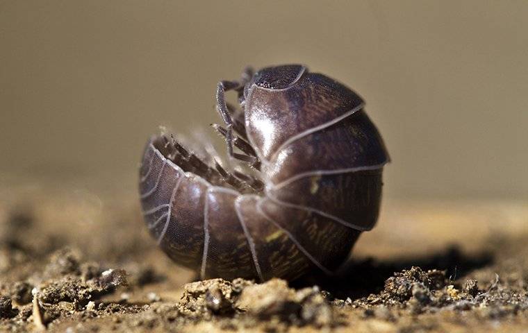 pill bug rolled up