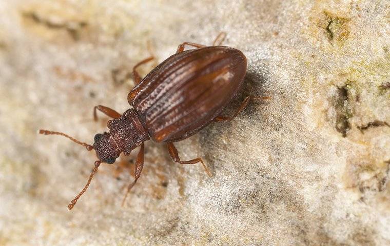 plaster beetle up close