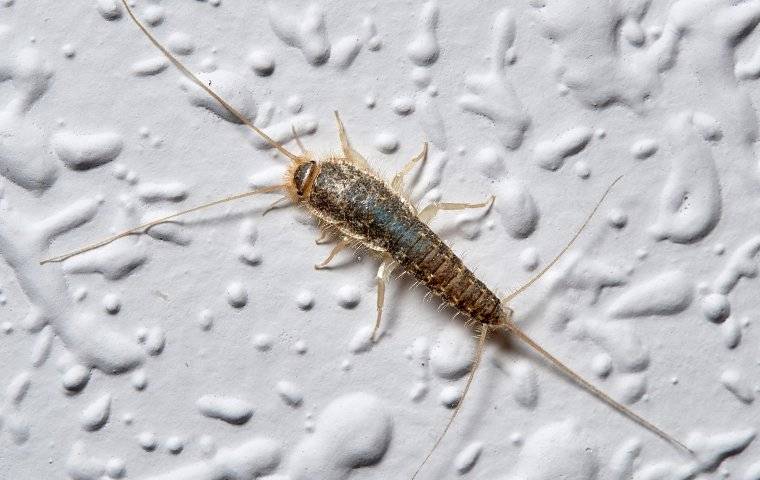 silverfish on a bathroom wall