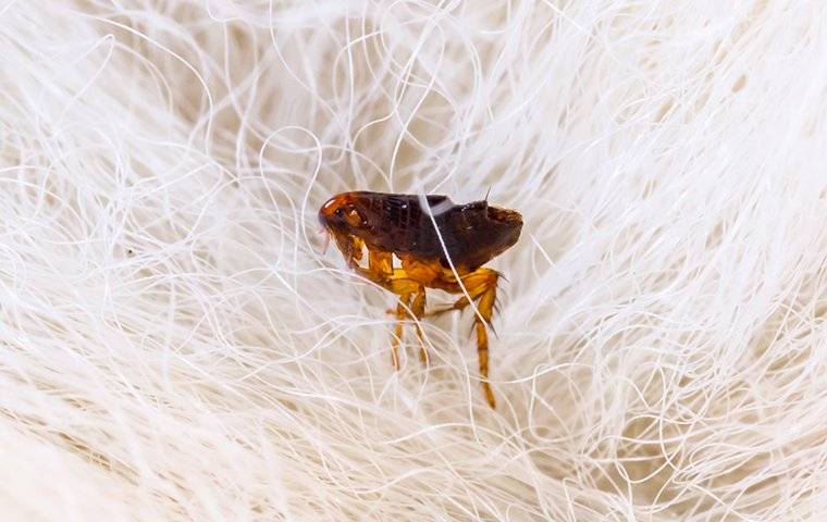 flea on white hair