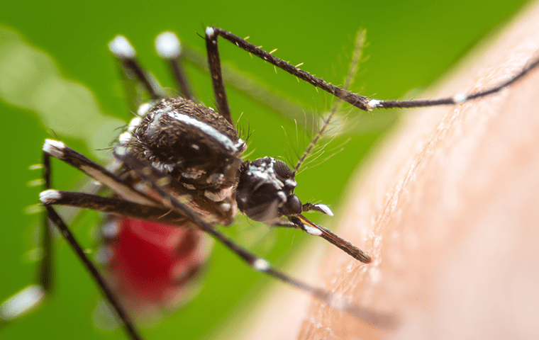 mosquito on skin