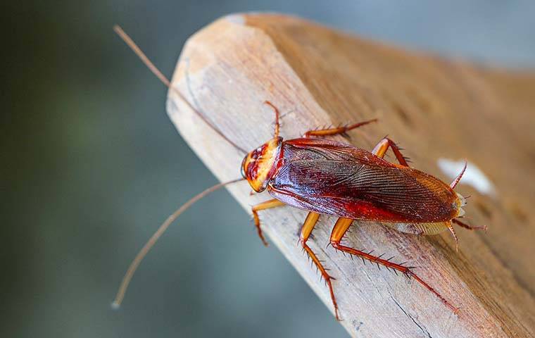 cockroach on side of wood table