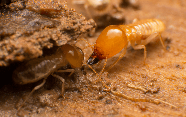 close image of two termites