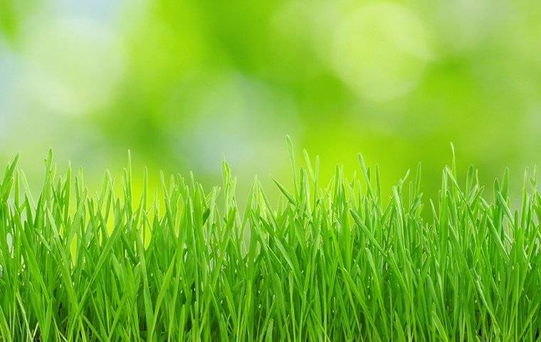 close up of grass