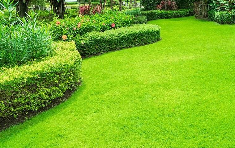 green lawn with shrubs