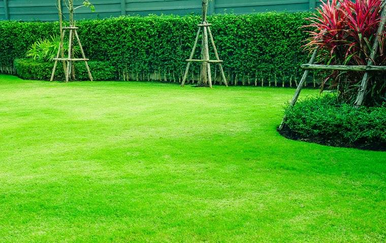 a beautiful green lawn in a yard
