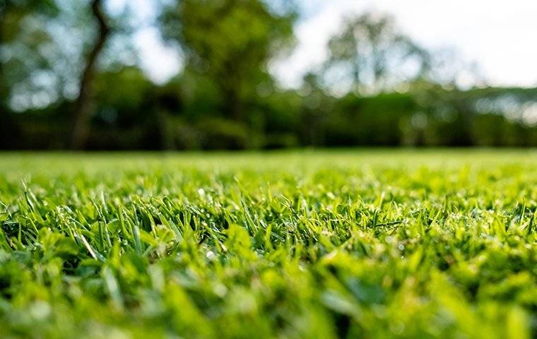 a healthy green lawn in mount holly north carolina