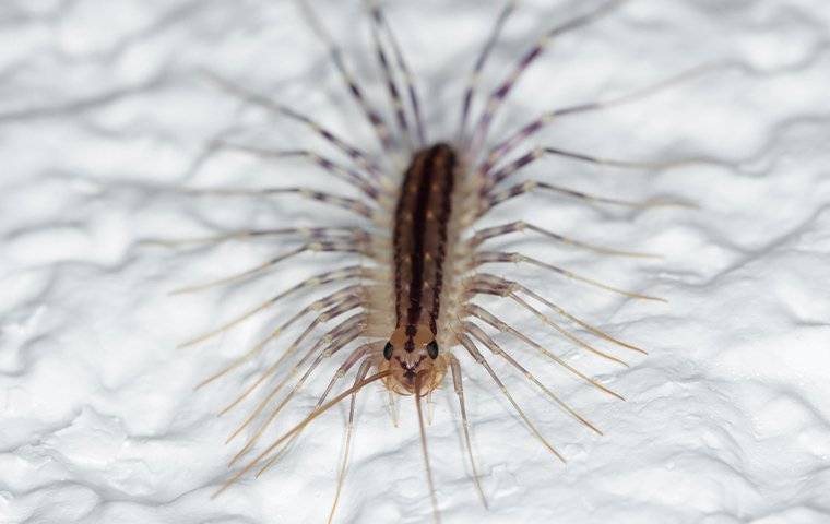 a centipede crawling in a bathroom