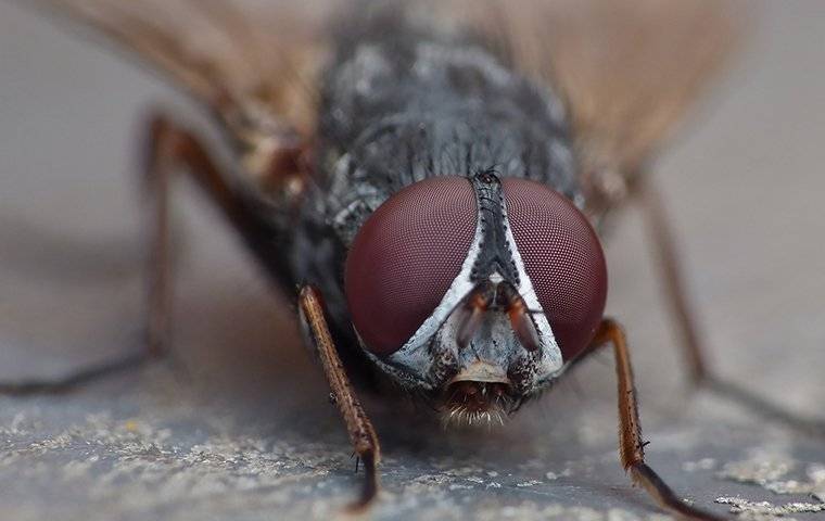 up close image of a house fly in a kitchen