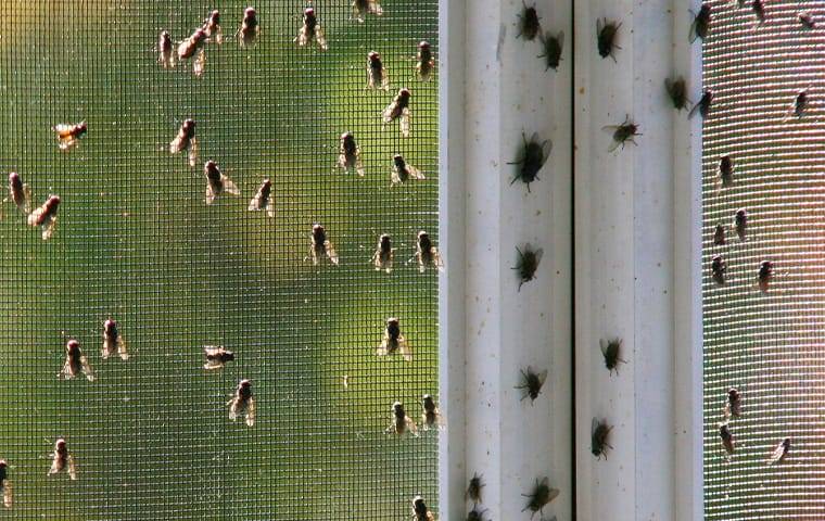 s house fly infestation