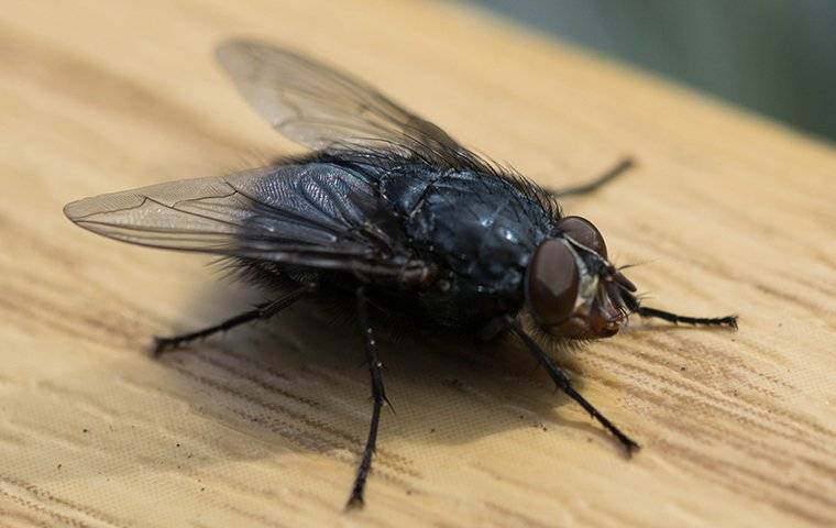 close up of house fly on counter
