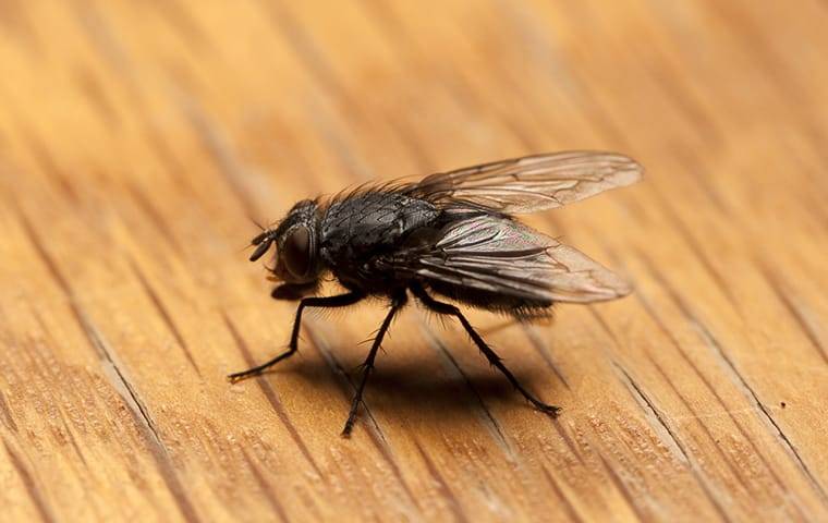 a house fly on a table