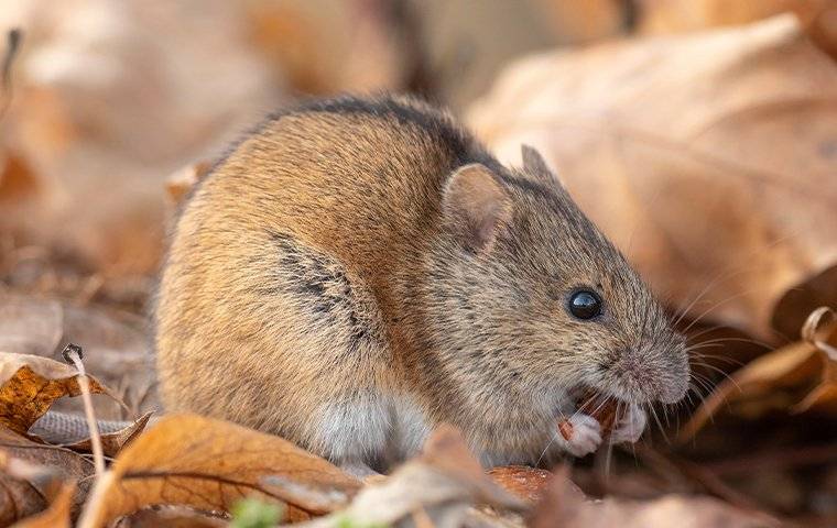 house mouse outside in leaves