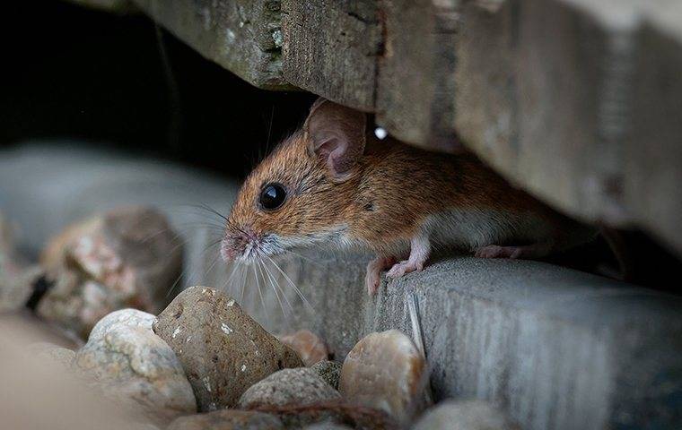 a house mouse hiding in a conover home