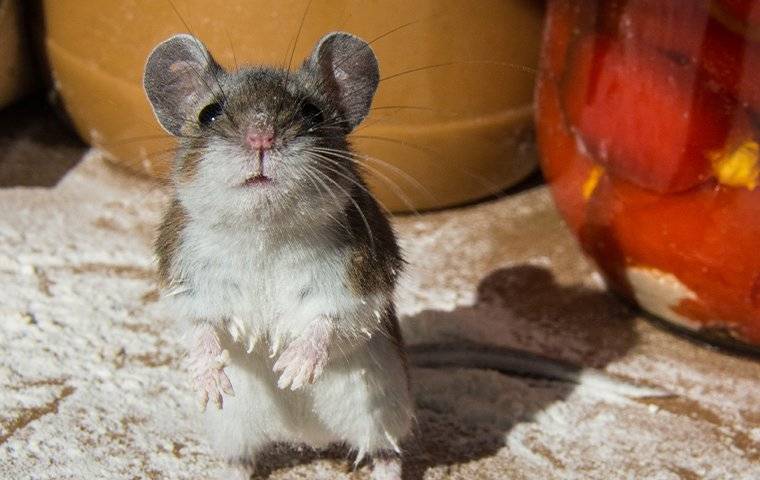 a house mouse crawling on food in a kitchen